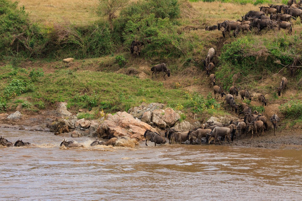 Wildebeest crossing the Mara River