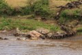 Wildebeest crossing the Mara River