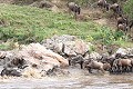 Wildebeest Leaping into the Mara River