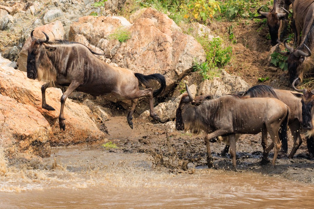 Wildebeest crossing the Mara River