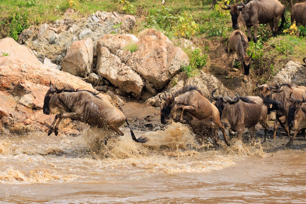 Wildebeest crossing the Mara River