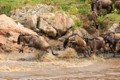 Wildebeest crossing the Mara River