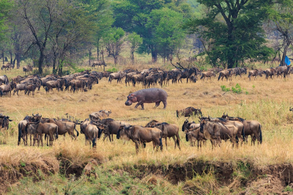 Wildebeest