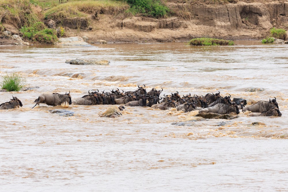 Wildebeest crossing the Mara River