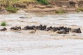 Wildebeest crossing the Mara River