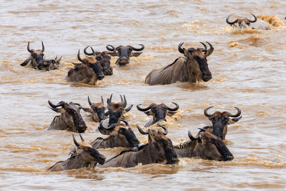 Wildebeest crossing the Mara River