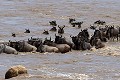 Wildebeest Swimming in the Mara River