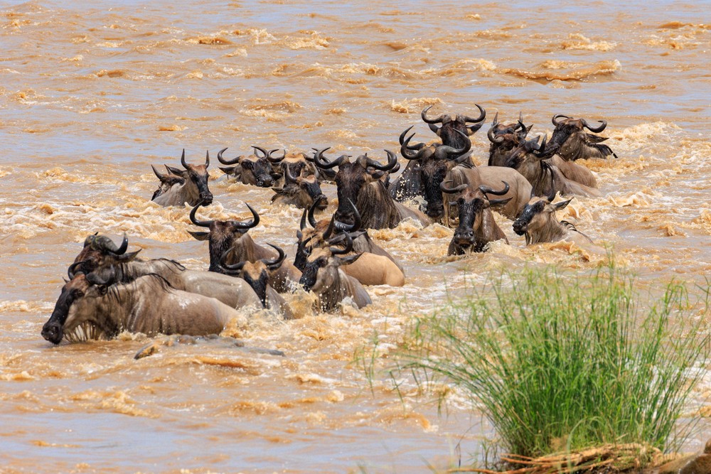 Wildebeest crossing the Mara River
