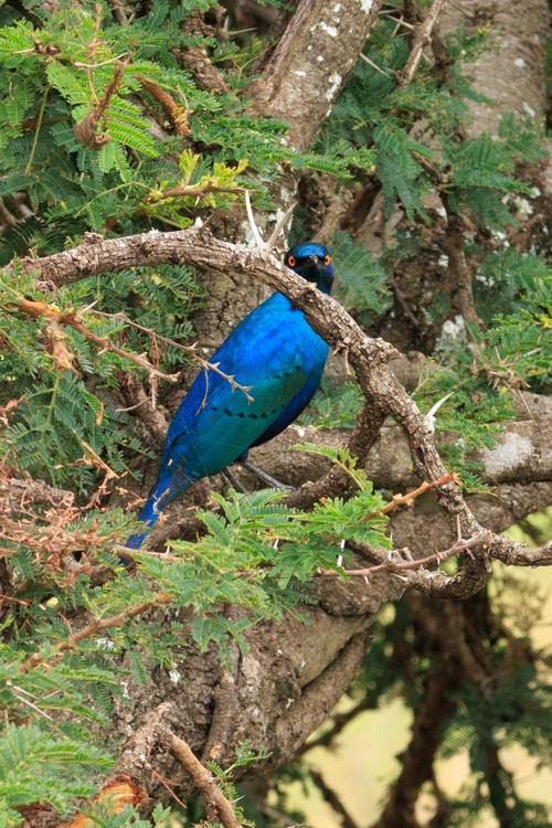 Lesser blue-eared starling