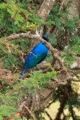 Lesser blue-eared starling
