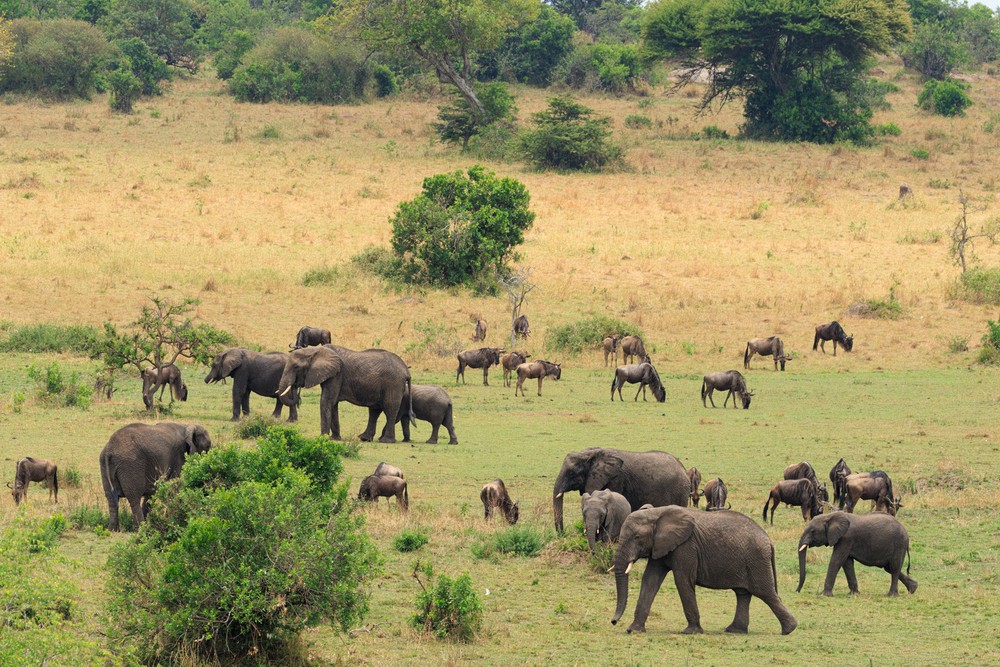 Elephants and wildebeest