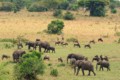 Elephants and wildebeest