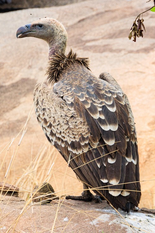 Ruppell's Griffon Vulture