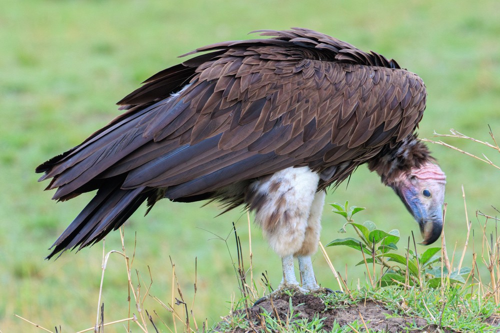Lappet-faced vulture