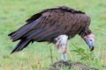 Lappet-faced vulture