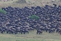 Wildebeest Herd on Land