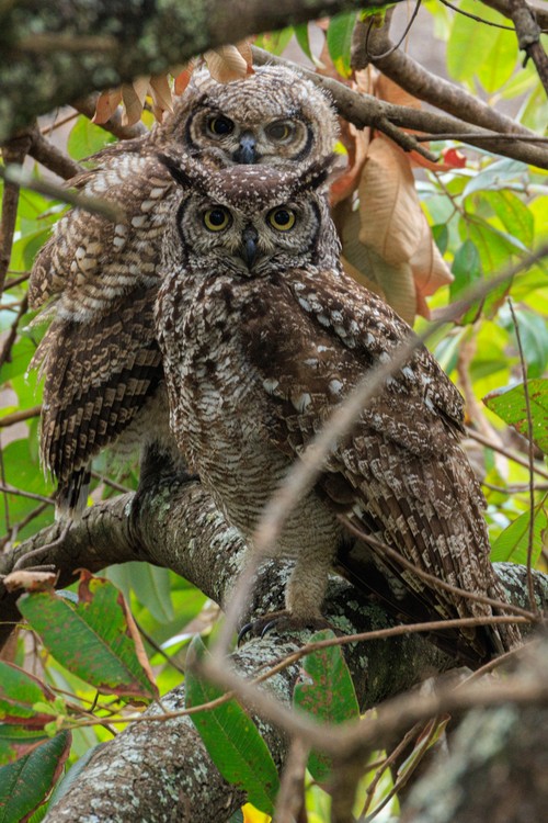 Spotted eagle-owl