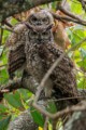 Spotted eagle-owl