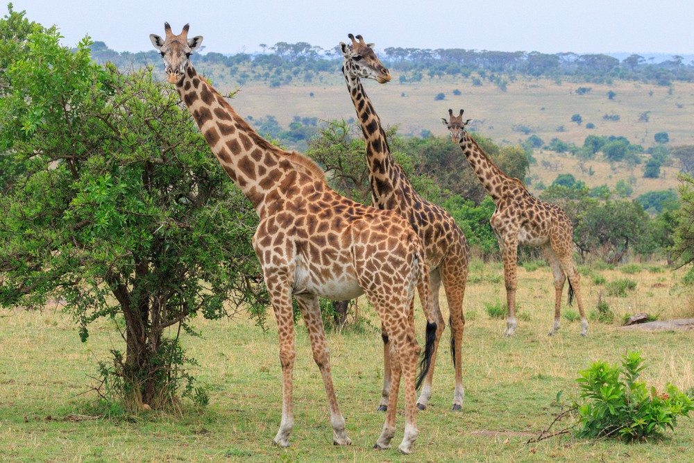 Giraffes