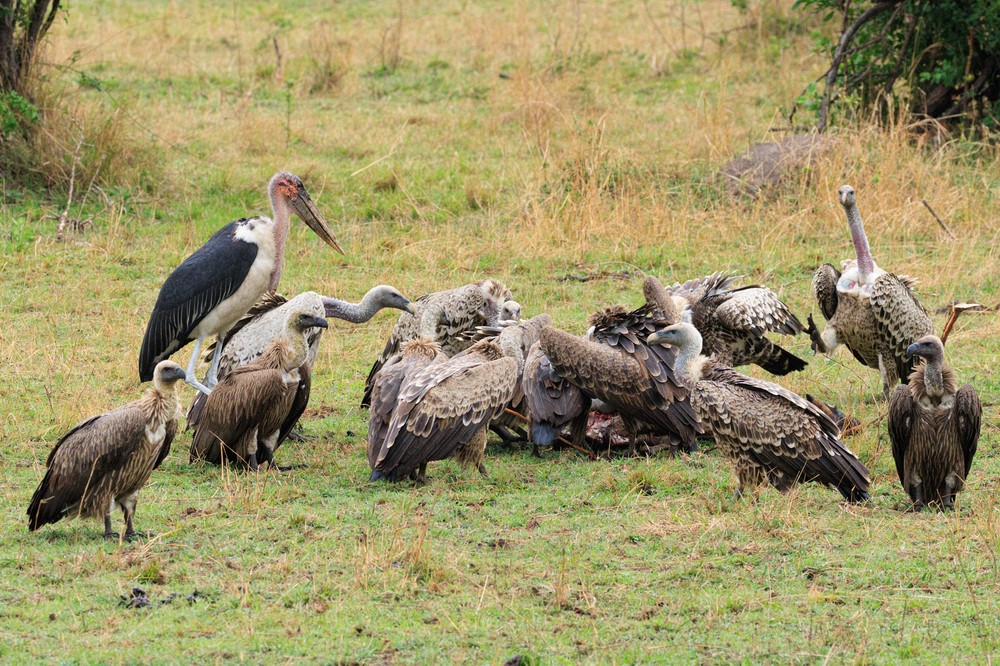 Vultures and Ibis