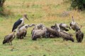 Vultures and Ibis