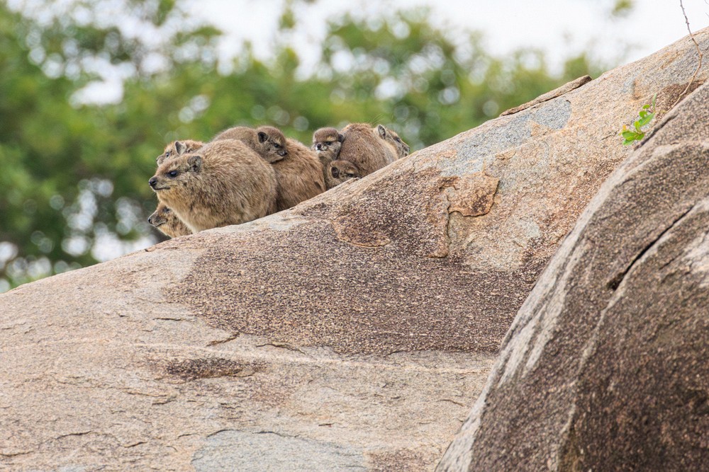 Hyrax