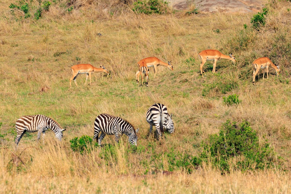 Impala and zebra