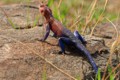 Agama lizard