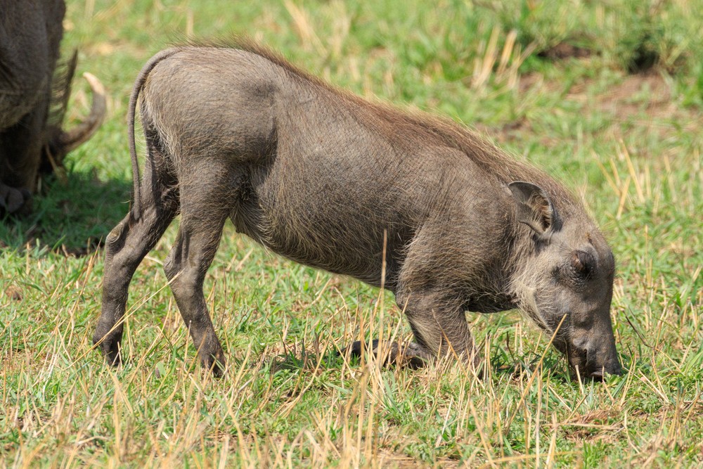 Warthogs