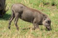 Warthogs