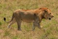 Serengeti National Park - October 2