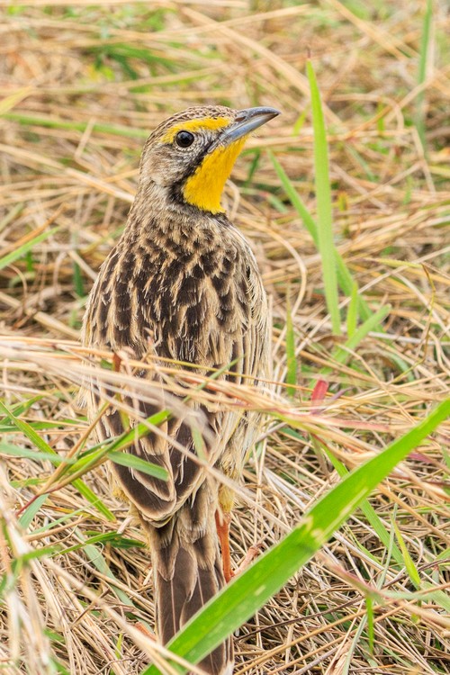Yellow-throated longclaw
