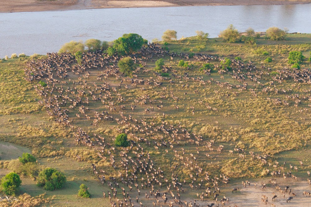 Wildebeest approaching the Mara River