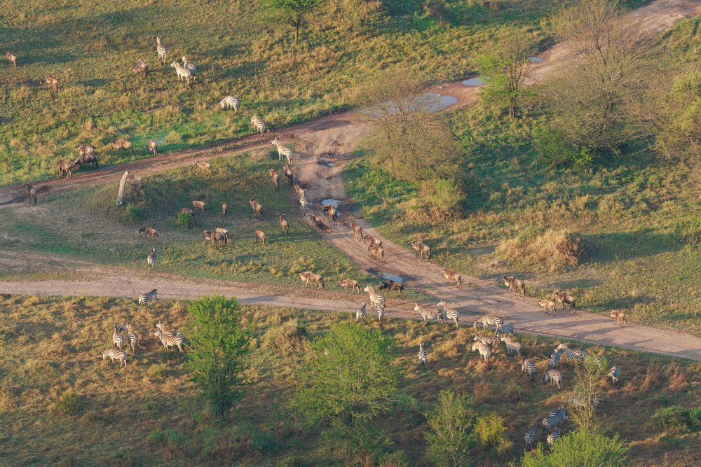 Wildebeest and Zebra