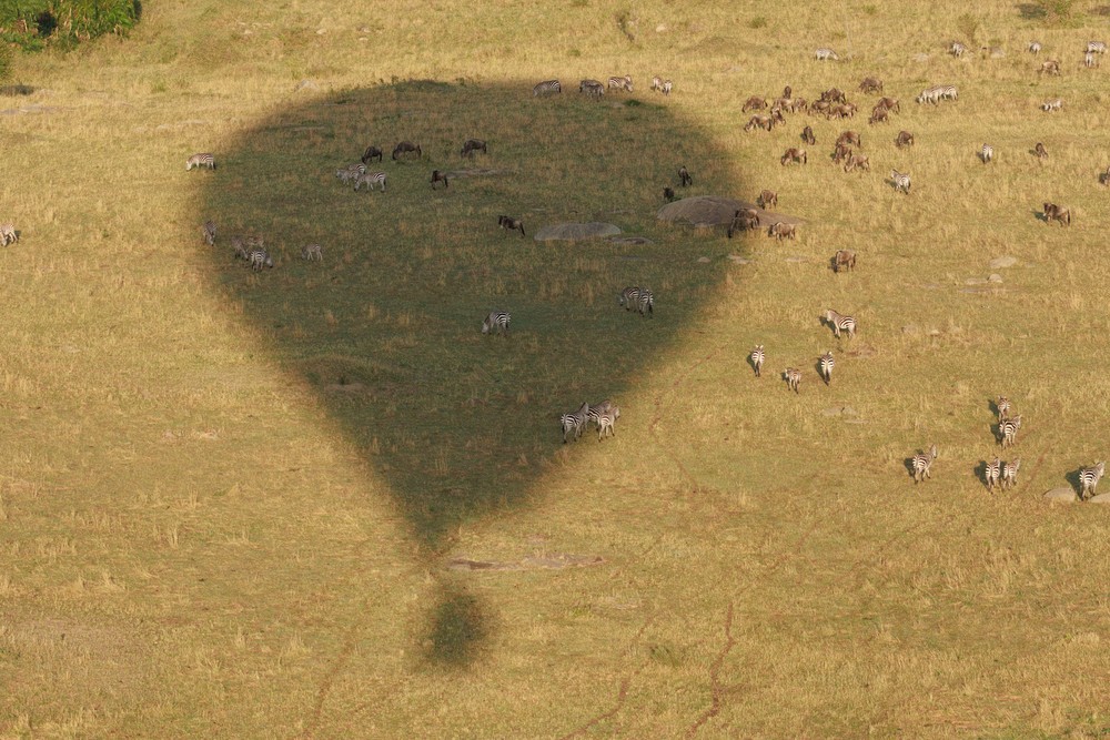 Wildebeest and Zebra