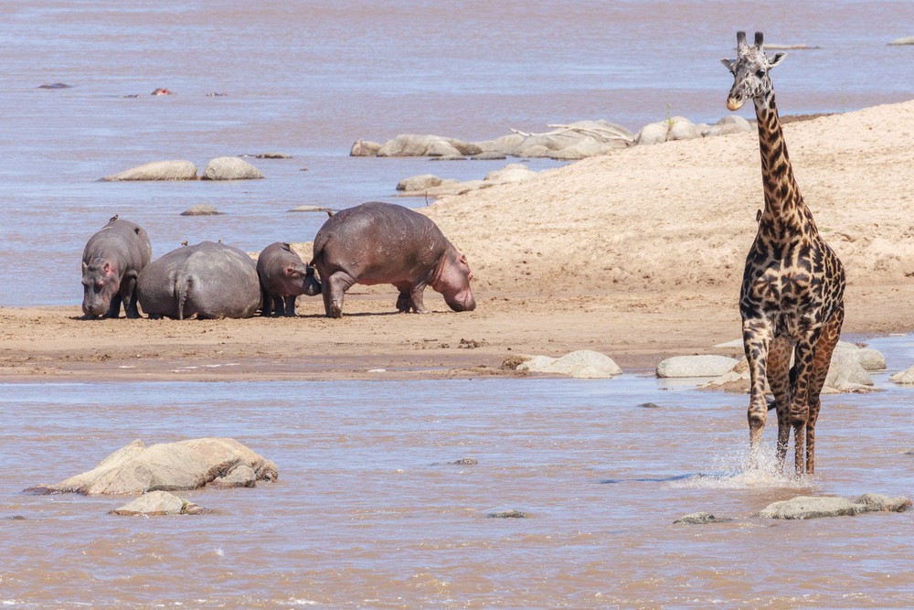 Hippos and Giraffe