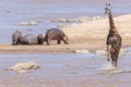 Hippos and Giraffe