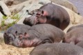 Hippopotamus