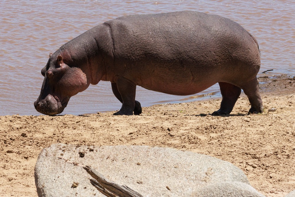 Hippopotamus