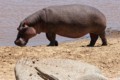 Hippopotamus