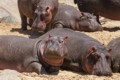 Hippopotamus
