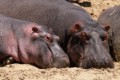 Hippopotamus