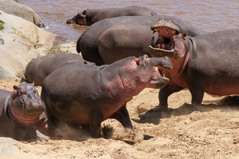 Hippopotamus