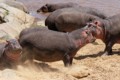 Hippopotamus