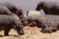 Hippopotamus