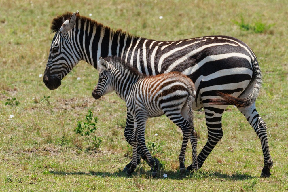 Zebra