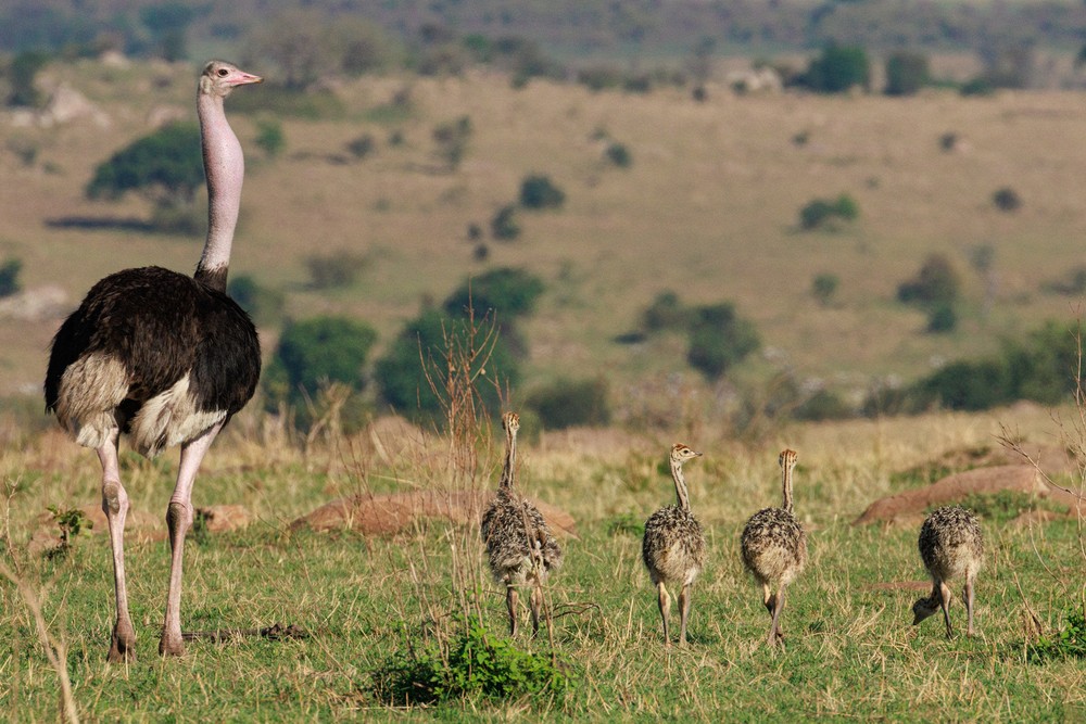 Ostriches