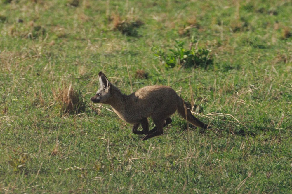 Bat-eared fox