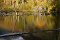 Beaver pond in Lundy Canyon