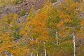 Aspens in Lundy Canyon